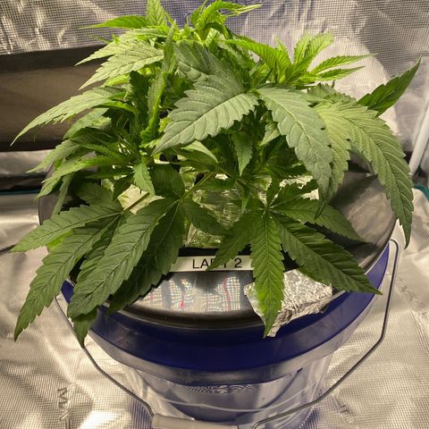 Lady 2 growlog timeline photo