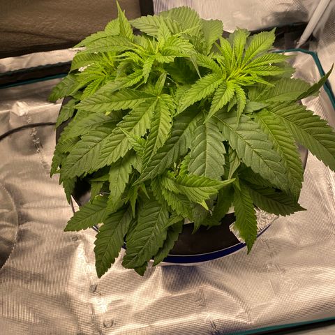 Lady 2 growlog timeline photo
