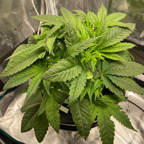 Lady 1 growlog timeline photo