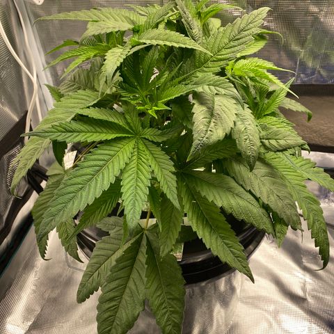 Lady 1 growlog timeline photo