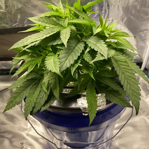 Lady 2 growlog timeline photo