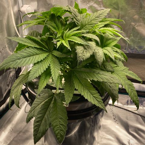 Lady 1 growlog timeline photo