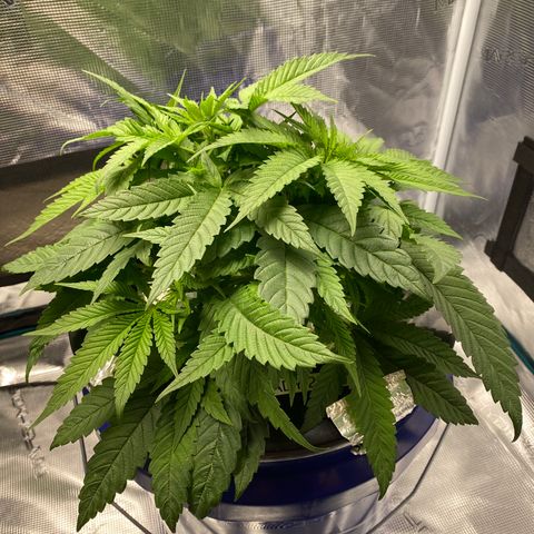Lady 2 growlog timeline photo