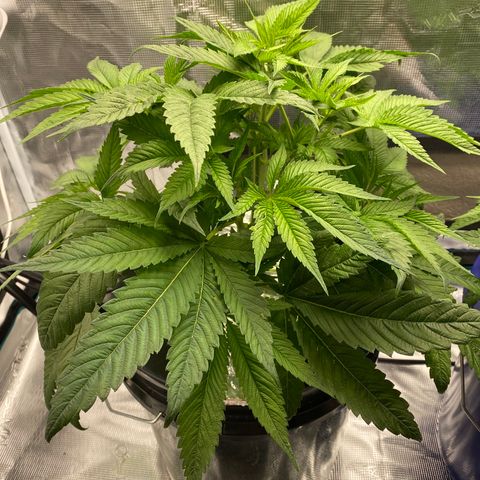 Lady 1 growlog timeline photo