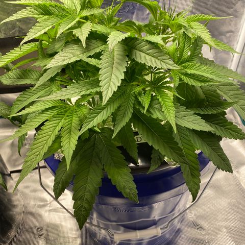 Lady 2 growlog timeline photo