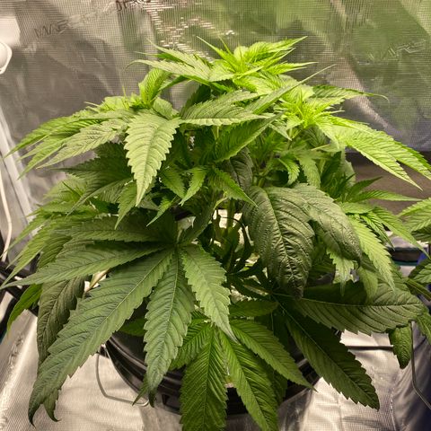 Lady 1 growlog timeline photo