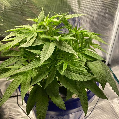 Lady 2 growlog timeline photo