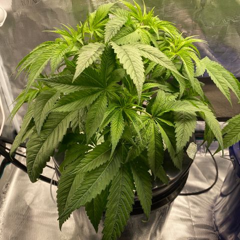 Lady 1 growlog timeline photo