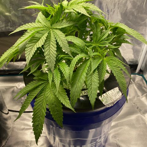 Lady 2 growlog timeline photo