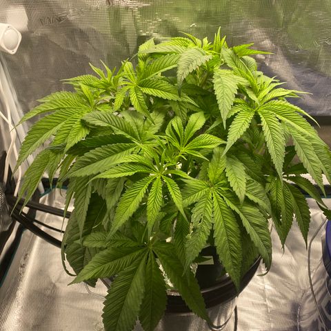 Lady 1 growlog timeline photo