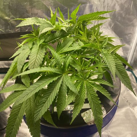 Lady 2 growlog timeline photo
