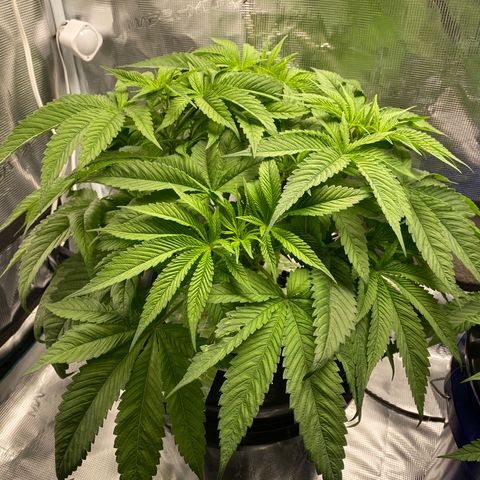 Lady 1 growlog timeline photo