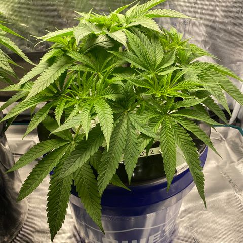 Lady 2 growlog timeline photo