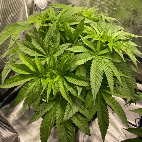Lady 1 growlog timeline photo