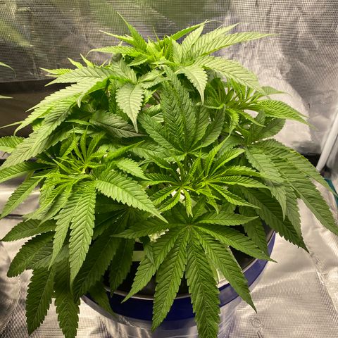 Lady 2 growlog timeline photo