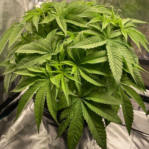 Lady 1 growlog timeline photo