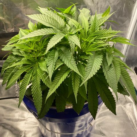 Lady 2 growlog timeline photo