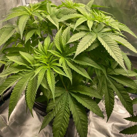 Lady 1 growlog timeline photo