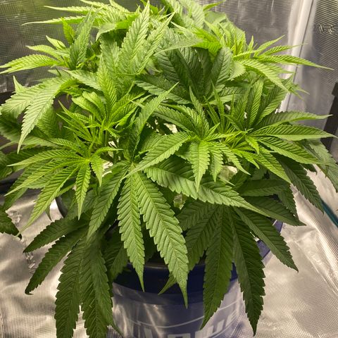 Lady 2 growlog timeline photo