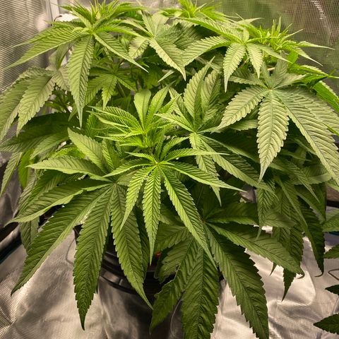 Lady 1 growlog timeline photo