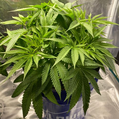 Lady 2 growlog timeline photo