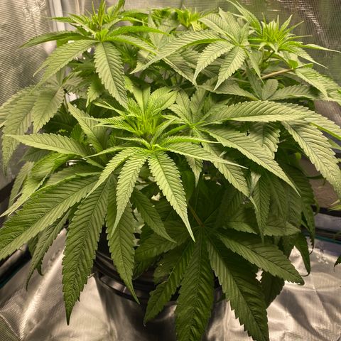 Lady 1 growlog timeline photo