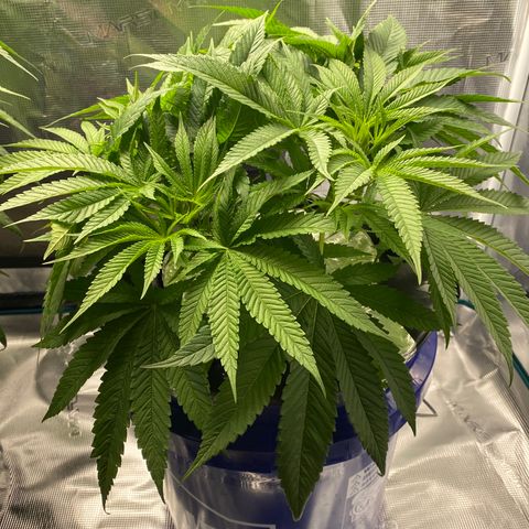 Lady 2 growlog timeline photo