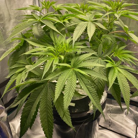 Lady 1 growlog timeline photo