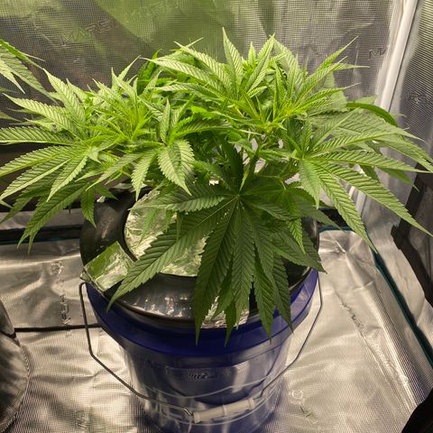 Lady 2 growlog timeline photo