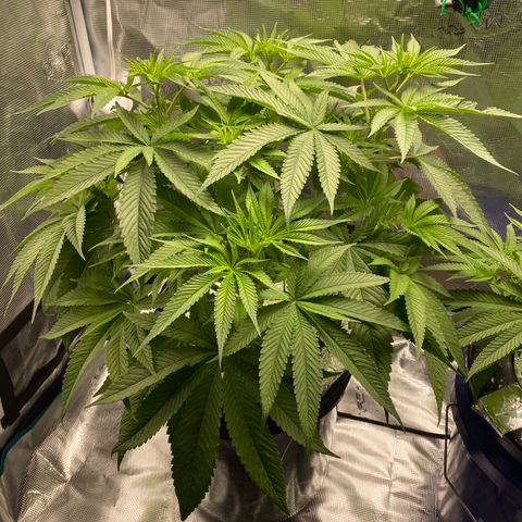Lady 1 growlog timeline photo