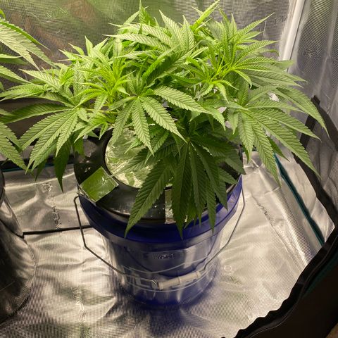 Lady 2 growlog timeline photo