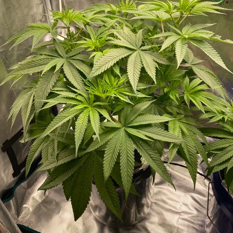Lady 1 growlog timeline photo