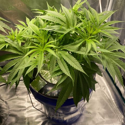 Lady 2 growlog timeline photo