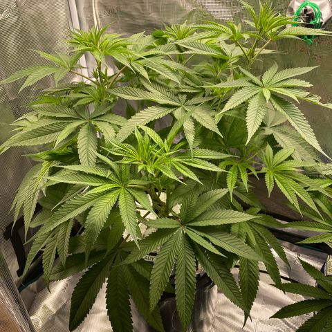 Lady 1 growlog timeline photo