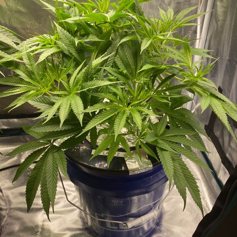 Lady 2 growlog timeline photo