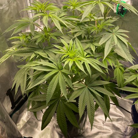 Lady 1 growlog timeline photo