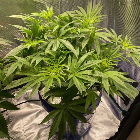 Lady 2 growlog timeline photo