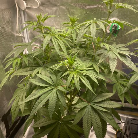 Lady 1 growlog timeline photo
