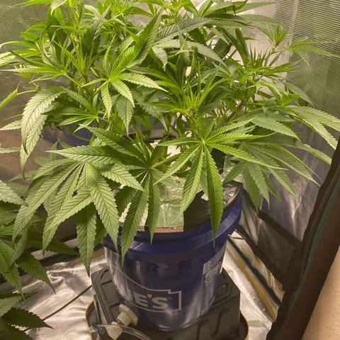Lady 2 growlog timeline photo