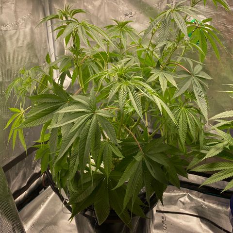 Lady 1 growlog timeline photo