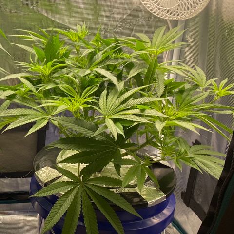 Lady 2 growlog timeline photo