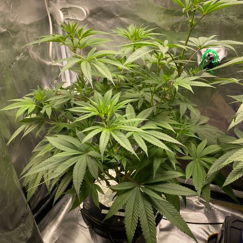 Lady 1 growlog timeline photo