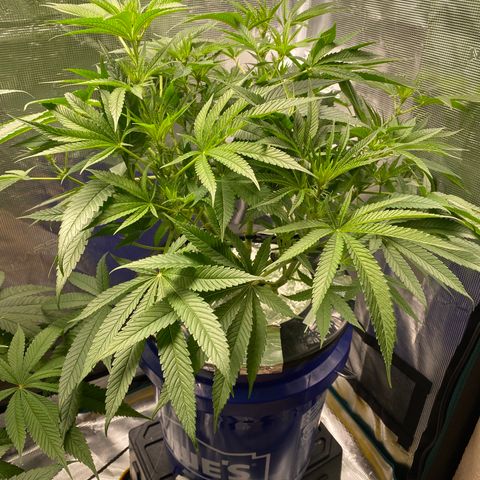 Lady 2 growlog timeline photo