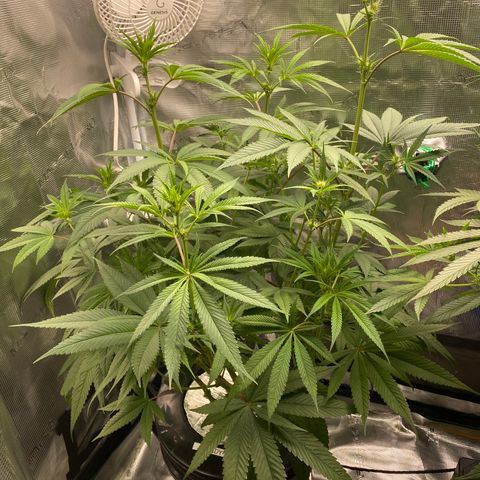 Lady 1 growlog timeline photo
