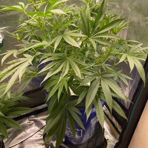 Lady 2 growlog timeline photo