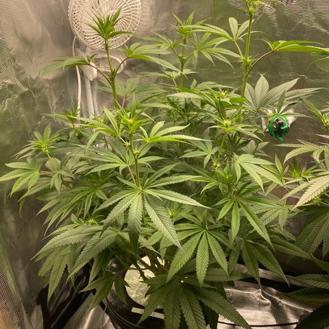 Lady 1 growlog timeline photo