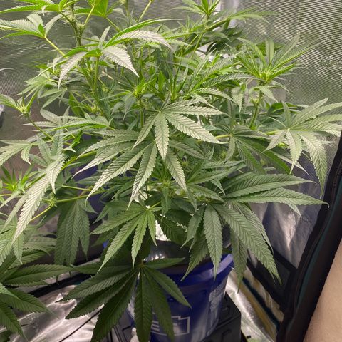Lady 2 growlog timeline photo