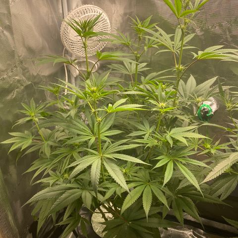 Lady 1 growlog timeline photo