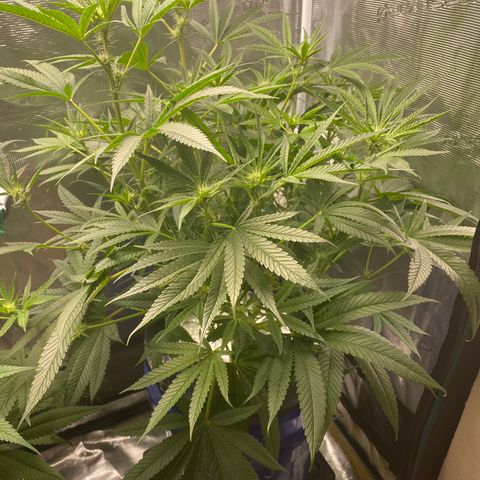 Lady 2 growlog timeline photo