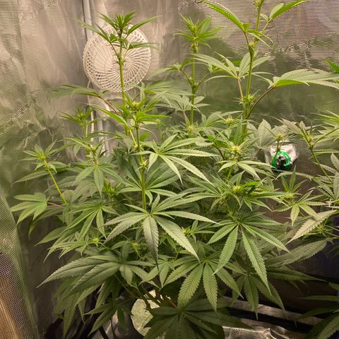 Lady 1 growlog timeline photo